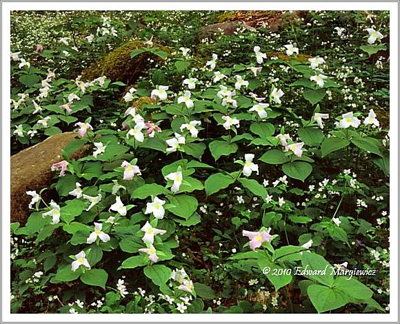 450648   Wild trillium near Chimney Peaks, GSMNP